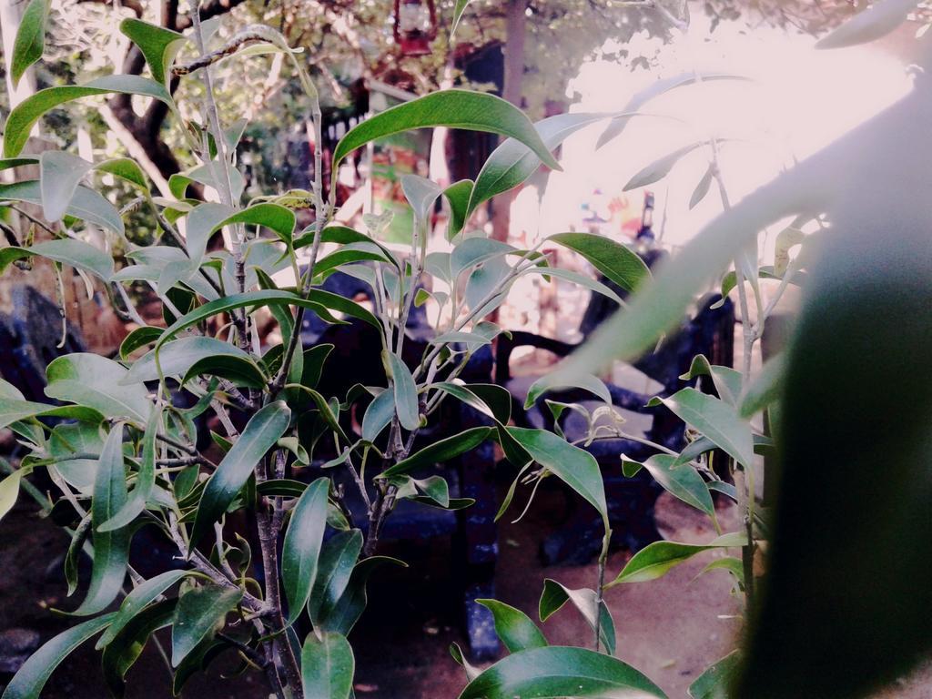 דמבולה Bluesky Guest House מראה חיצוני תמונה